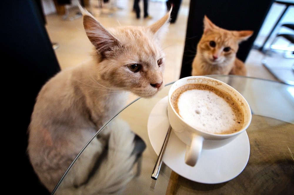 Cafe Katze