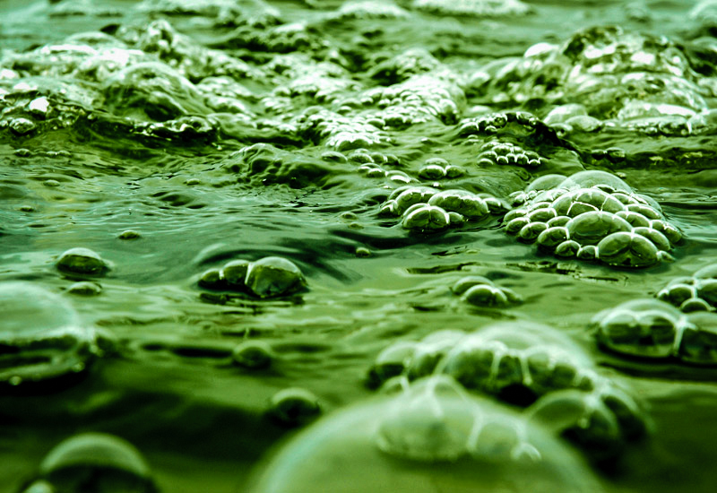 convert algae into crude oil_Plad Zebra