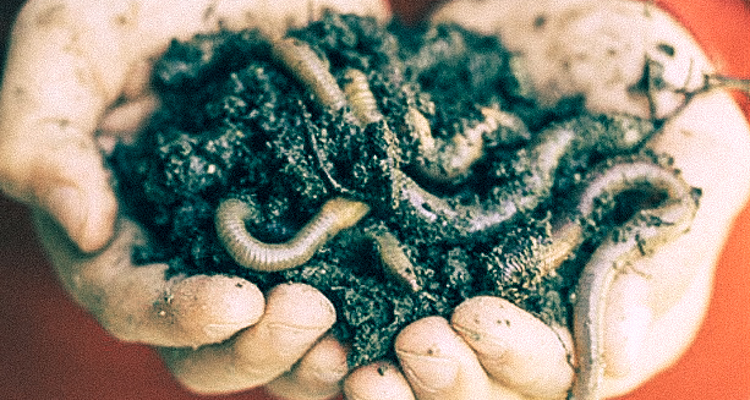 1_earthworms fight climate change