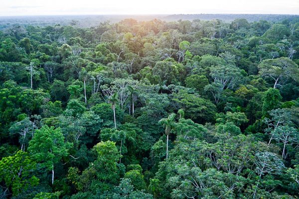 This man-made super-soil is how ancient Amazon civilizations bio ...