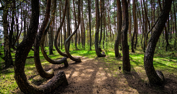 1_Crooked Forest