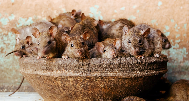 1_Indian temple rats
