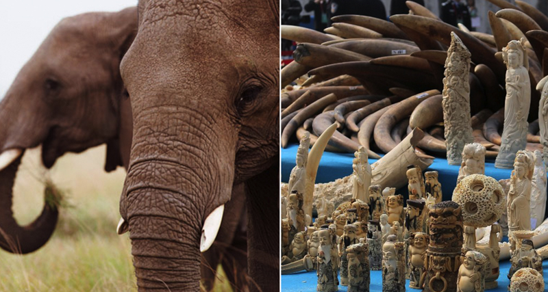 1_Hong Kong will shut down legal ivory trade