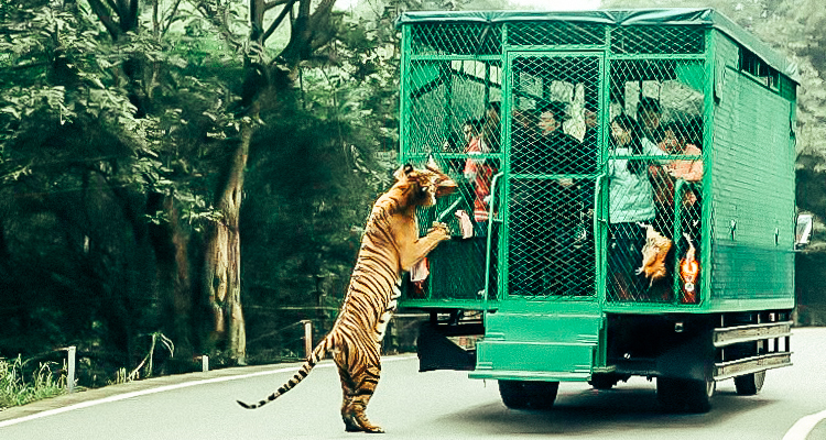 This zoo lets animals roam freely, while visitors are in cages