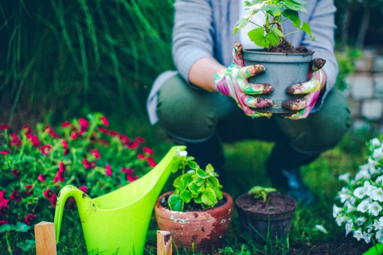 eco gardening tips