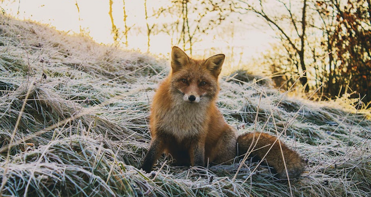 fox hunting