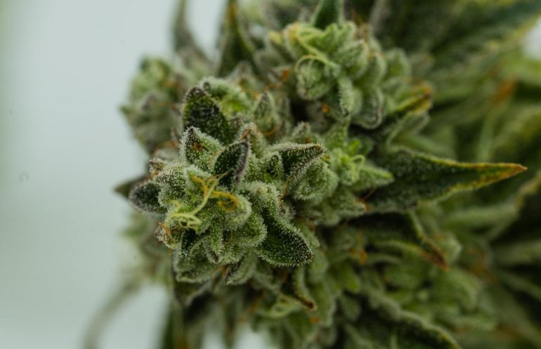 Can Legalizationnabis Flower